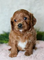Cavapoo Female #1, a female Cavapoo for sale in Orlando, FL – 2 of 5
