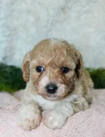 Bichpoo Female #2, a female Poochon for sale in Orlando, FL – 3 of 4