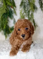 Cavapoo Male #1, a male Cavapoo for sale in Orlando, FL – 3 of 4