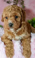 Cavapoo female #2, a female Cavapoo for sale in Orlando, FL – Photo 4 of 5