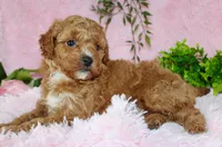 Cavapoo female #2, a female Cavapoo for sale in Orlando, FL – Photo 3 of 5