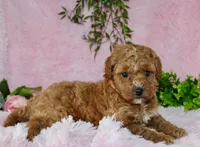Cavapoo female #2, a female Cavapoo for sale in Orlando, FL – Photo 2 of 5