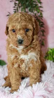 Cavapoo female #2, a female Cavapoo for sale in Orlando, FL – Photo 1 of 5