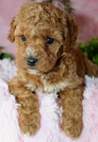 Cavapoo female #2, a female Cavapoo for sale in Orlando, FL – Photo 5 of 5