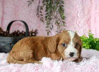 Cavapoo Female #7, a female Cavapoo for sale in Orlando, FL – 4 of 5