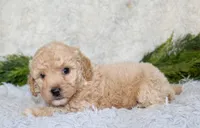 Bichpoo Male #2, a male Poochon for sale in Orlando, FL – 4 of 5