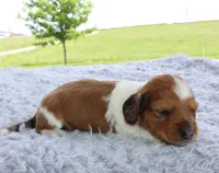 Mini Dachshund Male #5, a male Miniature Dachshund for sale in Orlando, FL – 5 of 7