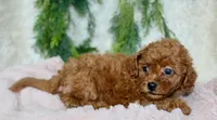 Cavapoo Female #3, a female Cavapoo for sale in Orlando, FL – 3 of 4