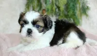 Shihtzu Female #2, a female Shih Tzu for sale in Orlando, FL – Photo 2 of 5
