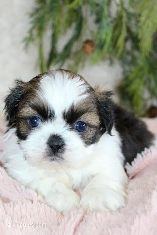 Shihtzu Female #2