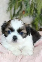 Shihtzu Female #2, a female Shih Tzu for sale in Orlando, FL – Photo 1 of 5