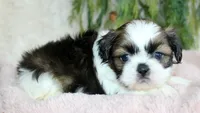 Shihtzu Female #2, a female Shih Tzu for sale in Orlando, FL – Photo 3 of 5
