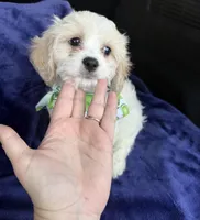 Cavachon Male #3, a male Cavachon for sale in Orlando, FL – Photo 2 of 2