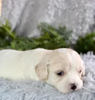 Cavachon Male #3, a male Cavachon for sale in Orlando, FL – Photo 2 of 3