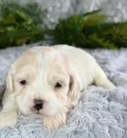 Cavachon Male #3, a male Cavachon for sale in Orlando, FL – Photo 1 of 3