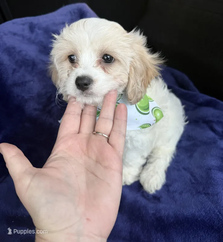 Cavachon Male #3 – Cavachon puppy for sale in Orlando, FL