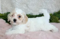 Bichpoo Female #2, a female Poochon for sale in Orlando, FL – Photo 3 of 5