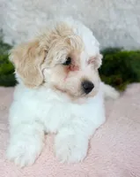 Bichpoo Female #2, a female Poochon for sale in Orlando, FL – Photo 4 of 5