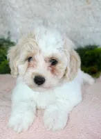 Bichpoo Female #2, a female Poochon for sale in Orlando, FL – Photo 5 of 5