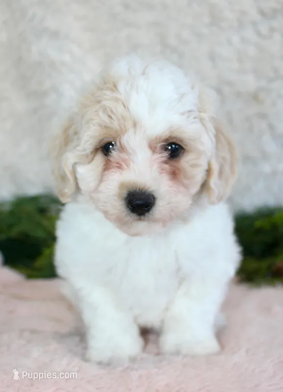 Bichpoo Female #2, a female Poochon for sale in Orlando, FL – Photo 1 of 5