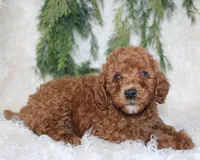 Cavapoo Male #2, a male Cavapoo for sale in Orlando, FL – 4 of 4