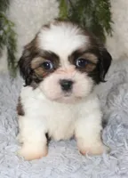 Shihtzu Male #2, a male Shih Tzu for sale in Orlando, FL – 3 of 5