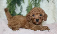Cavapoo Female #4, a female Cavapoo for sale in Orlando, FL – 4 of 4