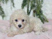 Bichpoo Female #4, a female Bichpoo for sale in Orlando, FL – 2 of 3