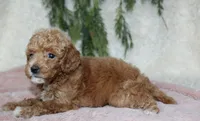 Mini Poodle Female #3, a female Poodle - Miniature  for sale in Orlando, FL – 2 of 3