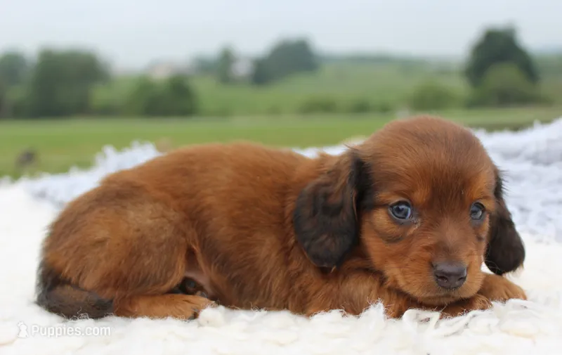 Mini Dachshund Male #4 – Miniature Dachshund puppy for sale in Orlando, FL