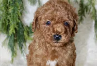Mini Poodle Male #4, a male Poodle - Miniature  for sale in Orlando, FL – 3 of 4