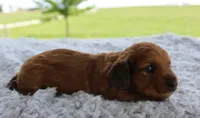 Mini Dachshund Male #1, a male Miniature Dachshund for sale in Orlando, FL – 1 of 7