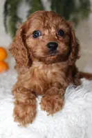 F1B Cavapoo Male #3, a male Cavapoo for sale in Orlando, FL – 2 of 4