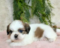 Shihtzu female #2, a female Shih Tzu for sale in Orlando, FL – Photo 2 of 5
