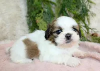 Shihtzu female #2, a female Shih Tzu for sale in Orlando, FL – Photo 4 of 5