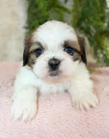 Shihtzu female #2, a female Shih Tzu for sale in Orlando, FL – Photo 5 of 5