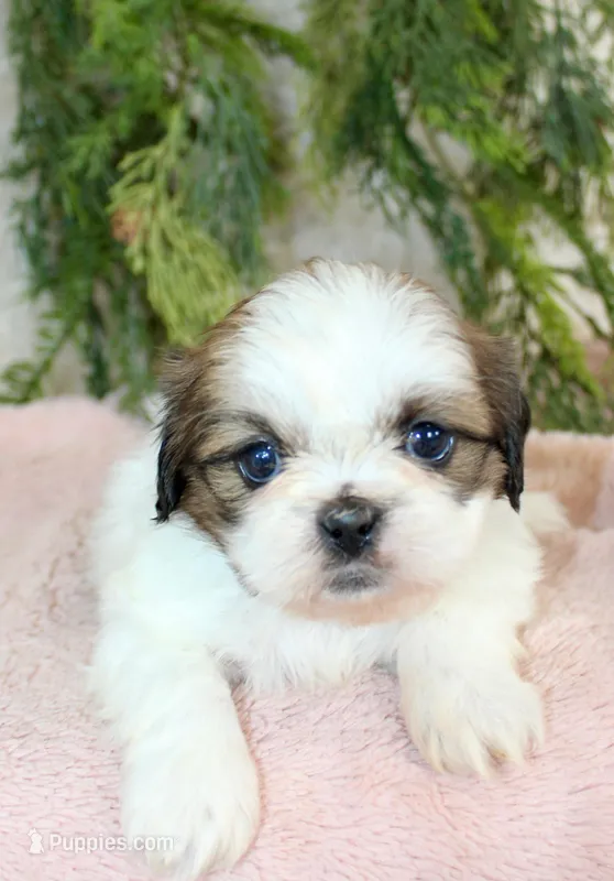 Shihtzu female #2 – Shih Tzu puppy for sale in Orlando, FL