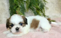 Shihtzu female #2, a female Shih Tzu for sale in Orlando, FL – Photo 3 of 5