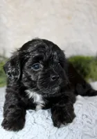 Shihpoo Male #3, a male Shihpoo for sale in Orlando, FL – Photo 3 of 3