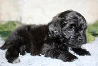 Shihpoo Male #3, a male Shihpoo for sale in Orlando, FL – Photo 2 of 3