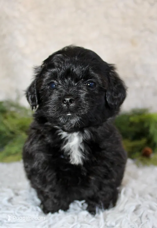 Shihpoo Male #3 – Shihpoo puppy for sale in Orlando, FL