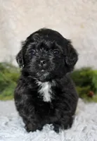 Shihpoo Male #3, a male Shihpoo for sale in Orlando, FL – Photo 1 of 3