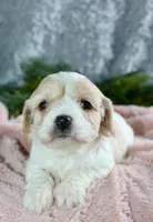 Cavachon Female #3, a female Cavachon for sale in Orlando, FL – Photo 4 of 4