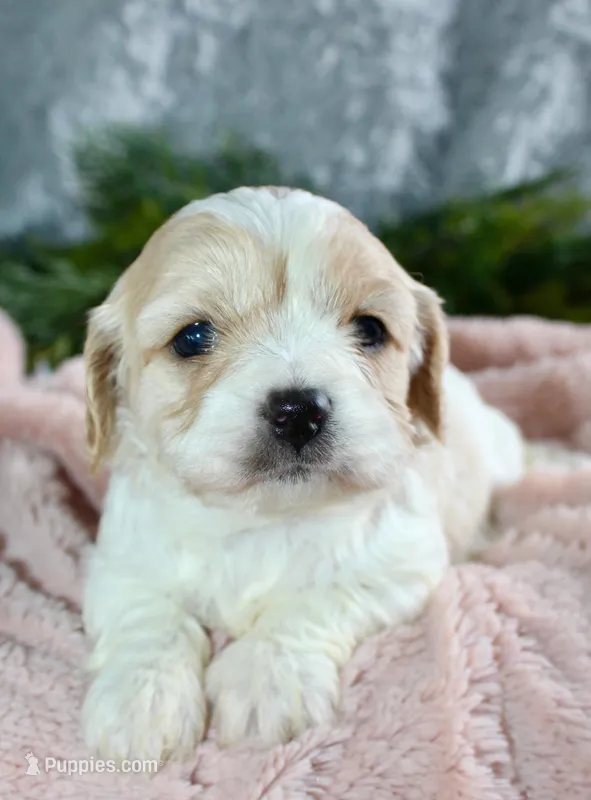 Cavachon Female #3