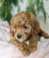 Cavapoo Female #1, a female Cavapoo for sale in Orlando, FL – 2 of 5
