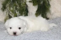 Male Maltese #1, a male Maltese for sale in Orlando, FL – 2 of 4