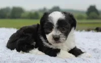 Toy Aussiedoodle Male #1, a male Miniature Aussiedoodle for sale in Orlando, FL – 3 of 3