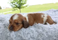 Mini Dachshund Male #5, a male Miniature Dachshund for sale in Orlando, FL – 4 of 7