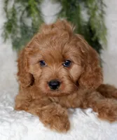 Cavapoo Male #1, a male Cavapoo for sale in Orlando, FL – 3 of 4