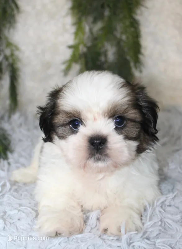Shihtzu Male #2 – Shih Tzu puppy for sale in Orlando, FL